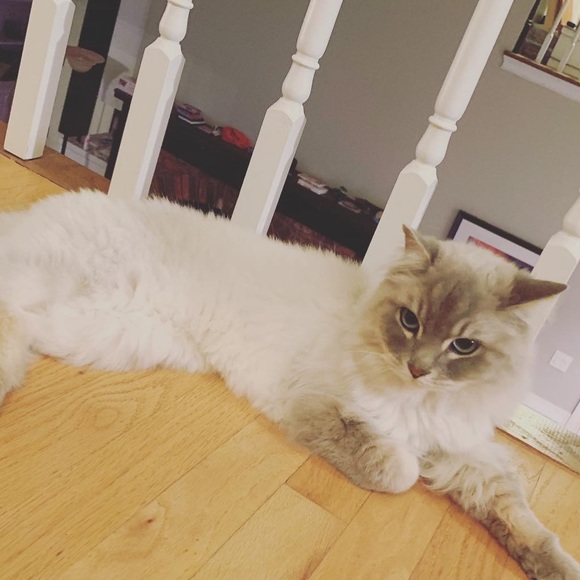 Meet your Posher, Lauren - Picture 1 of 1